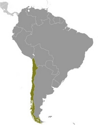 Map Chile location